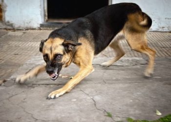 Depuis janvier, 5 d&eacute;c&egrave;s dus &agrave; la rage recens&eacute;s en Tunisie