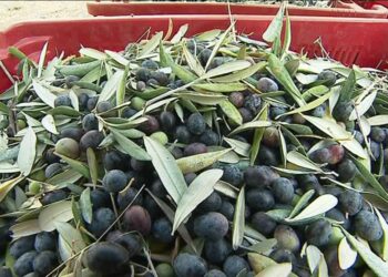 La Tunisie 1&egrave;re mondiale en termes de superficies allou&eacute;es &agrave; l'ol&eacute;iculture