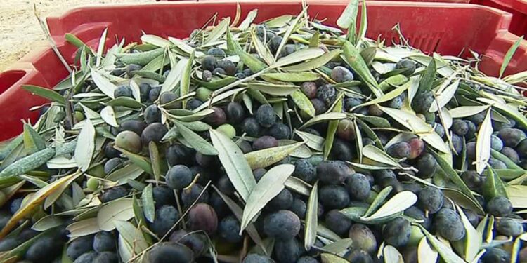 La Tunisie 1&egrave;re mondiale en termes de superficies allou&eacute;es &agrave; l'ol&eacute;iculture