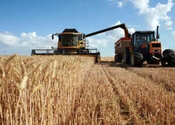 Tunisie : La r&eacute;colte c&eacute;r&eacute;ali&egrave;re estim&eacute;e &agrave; 8,5 millions de quintaux