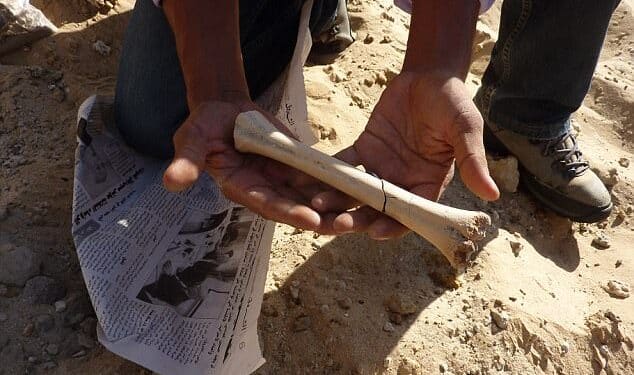 Tunisie : Nouvelle d&eacute;couverte de traces d&rsquo;Homo sapiens