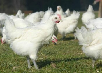 Tunisie : Les agriculteurs appel&eacute;s &agrave; r&eacute;duire de moiti&eacute; la production de volaille