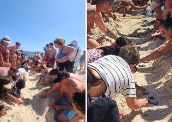 Sousse - 132 tortues vers la mer
