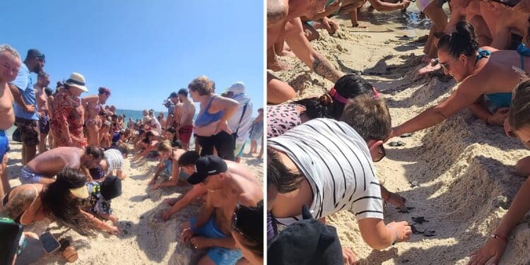 Sousse - 132 tortues vers la mer