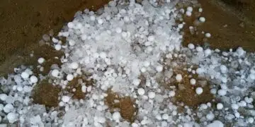 Dégâts agricoles à Kasserine : Le point sur les pertes causées par les intempéries