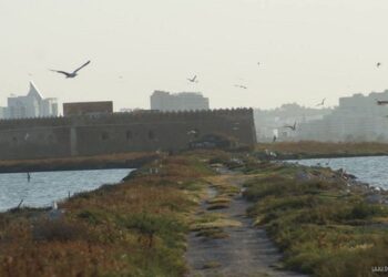 île-chikly-oiseaux