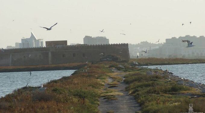 île-chikly-oiseaux