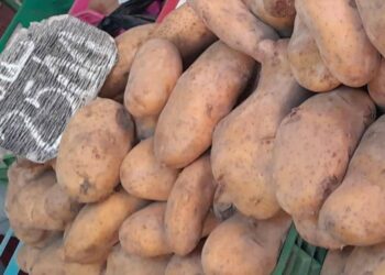 Tunisie : Plafonnement des prix de la pomme de terre et des marges sur le poisson