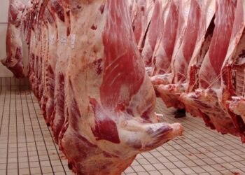 Tunisie : La viande bovine importée fixée à 37,900 dinars