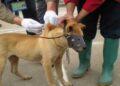 vaccin animaux