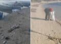 Plage de Soliman : Poissons morts échoués et mer brunie inquiètent les autorités