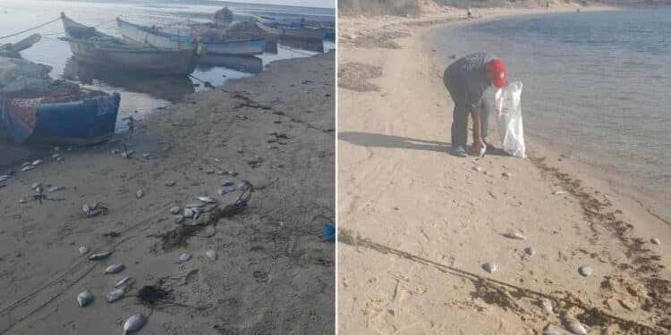Plage de Soliman : Poissons morts échoués et mer brunie inquiètent les autorités