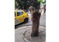 Snapshot - Tunis : Comme un trognon d'arbre dans la ville