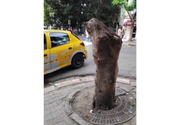 Snapshot - Tunis : Comme un trognon d'arbre dans la ville