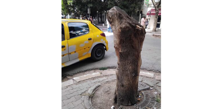 Snapshot - Tunis : Comme un trognon d'arbre dans la ville