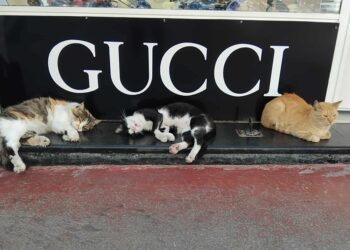 Snapshot - Tunis : Chats ensommeillés et (peut-être) rêves de luxe