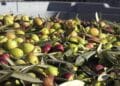 Et si les déchets d’huile d’olive devenaient une richesse ? La Tunisie s’engage dans un projet vert euro-méditerranéen