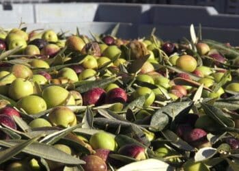 Et si les déchets d’huile d’olive devenaient une richesse ? La Tunisie s’engage dans un projet vert euro-méditerranéen
