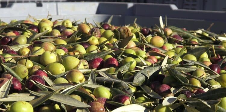 Et si les déchets d’huile d’olive devenaient une richesse ? La Tunisie s’engage dans un projet vert euro-méditerranéen