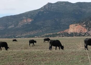 Snapshot : Les buffles d'eau du lac Ichkeul