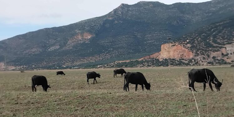 Snapshot : Les buffles d'eau du lac Ichkeul