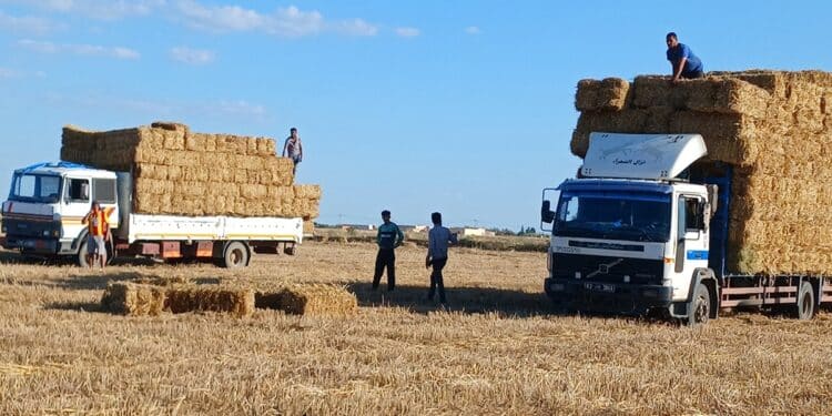 Tunisie : Production record de semences sélectionnées pour la campagne céréalière