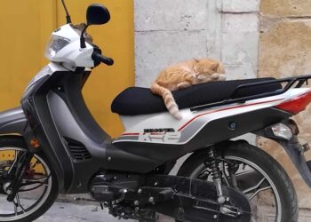 Snapshot : Monsieur le chat et son scooter