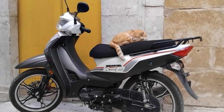 Snapshot : Monsieur le chat et son scooter
