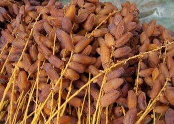 La Tunisie relance ses exportations de dattes vers le Maroc après la polémique