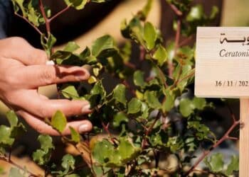 Au Belvédère : Parrainez un arbre et découvrez le Jardin des plantes