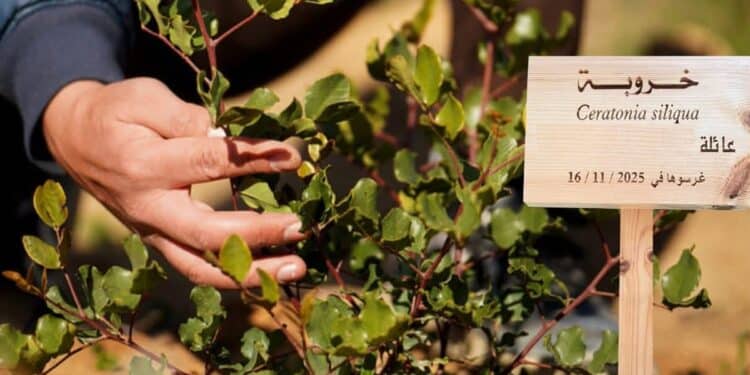 Au Belvédère : Parrainez un arbre et découvrez le Jardin des plantes