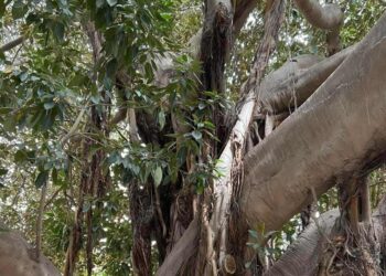 A Tunis, tous les ficus ne se ressemblent pas : Voici comment les distinguer