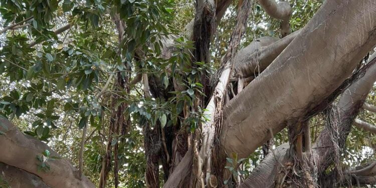 A Tunis, tous les ficus ne se ressemblent pas : Voici comment les distinguer