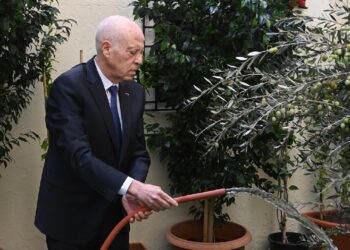 Kaïs Saïed, arrosant un jeune plant d’olivier lors de la cérémonie officielle de la Fête nationale de l’arbre.