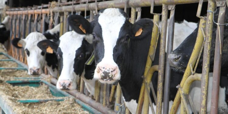 Cheptel bovin en chute de 20% : l’agriculture tunisienne face à une alerte majeure