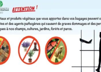 Appel aux Tunisiens à l’étranger à ne pas introduire de plantes en Tunisie