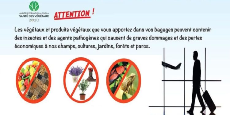 Appel aux Tunisiens à l’étranger à ne pas introduire de plantes en Tunisie