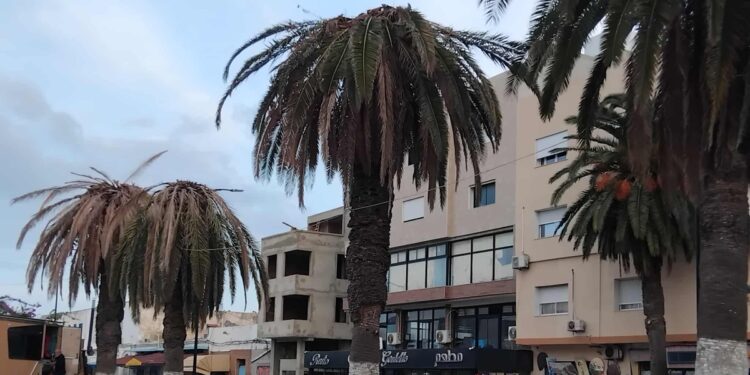 Snapshot : Les palmiers morts de la Goulette