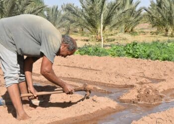 Tunisie : Des scénarios climatiques alarmants avant 2050, avertit le ministère de l’Agriculture