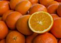 Oranges maltaises : La Tunisie repart à la conquête du marché français