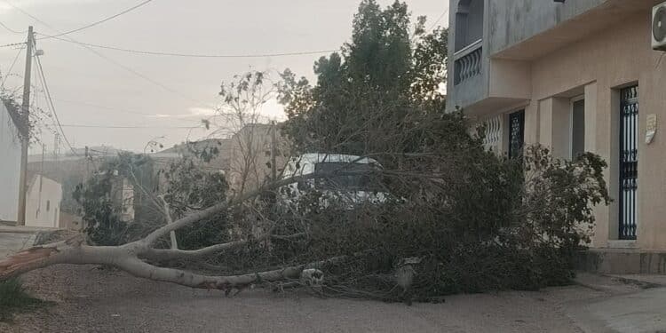 Tataouine : Vents violents, chutes d’arbres et coupures d’électricité