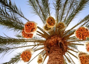 Dattes : Une récolte historique propulse la filière à un niveau record