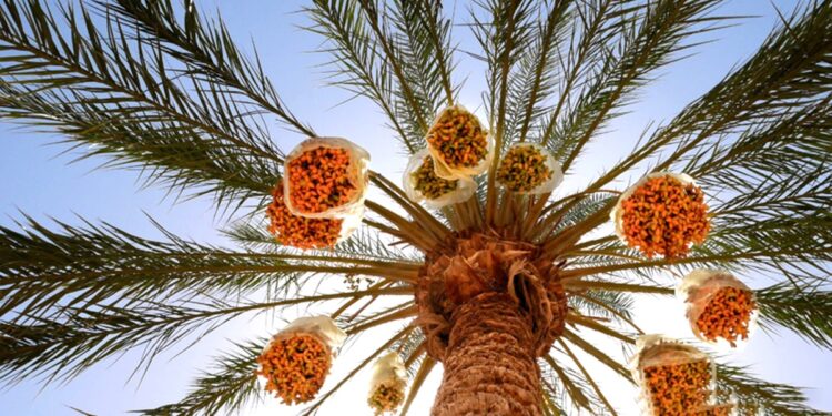 Dattes : Une récolte historique propulse la filière à un niveau record