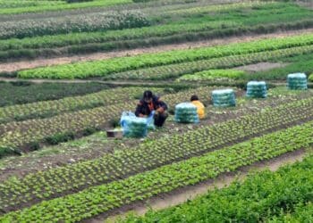 Dettes agricoles : 1057 MD de dettes restructurés, banques privées incluses