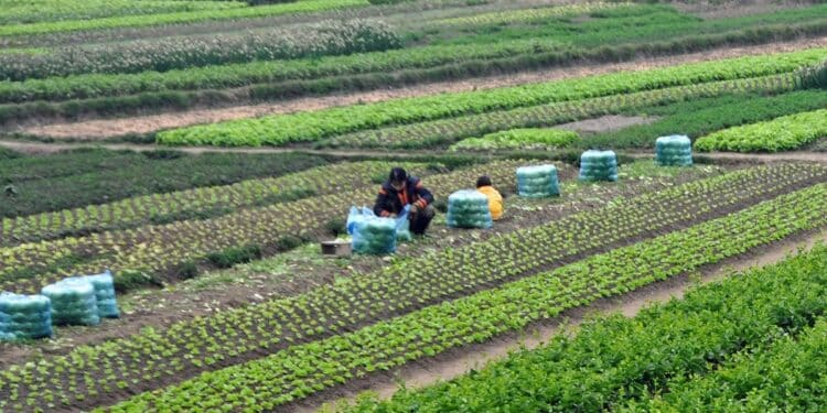 Dettes agricoles : 1057 MD de dettes restructurés, banques privées incluses