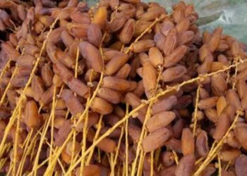 Dattes : Plus de 500 MD de recettes à l’export, la campagne démarre en hausse