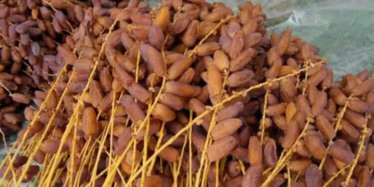 Dattes : Plus de 500 MD de recettes à l’export, la campagne démarre en hausse