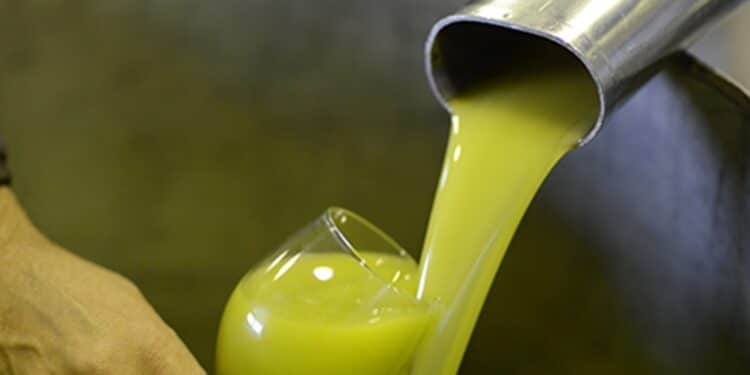 Huile d’olive : après l’Italie, les producteurs français s’interrogent