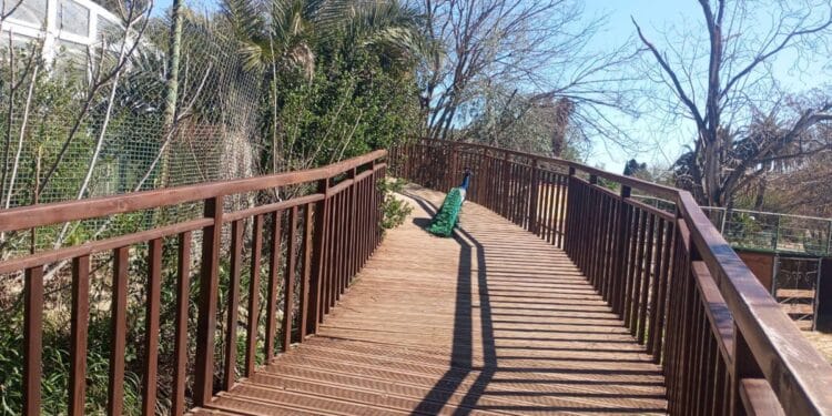 Vaste chantier de modernisation du zoo du Belvédère