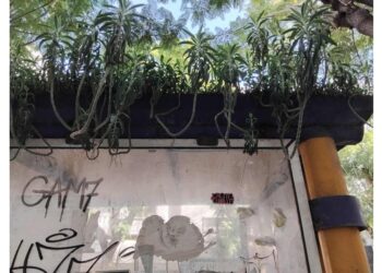 Snapshot - Tunis : Quand les plantes s'installent sur l'abribus